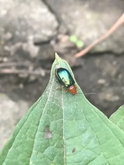 Syphrea flavicollis