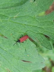 Pyropterus nigroruber