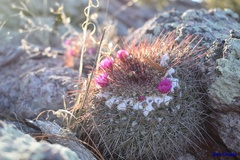 Mammillaria hertrichiana