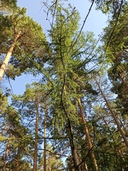 Larix sibirica