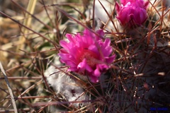 Mammillaria hertrichiana