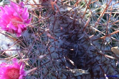 Mammillaria hertrichiana