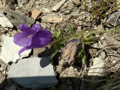 Campanula alpestris