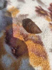 Mytilus galloprovincialis