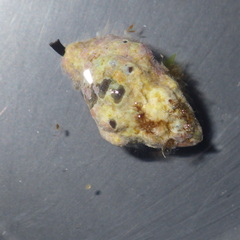 Phycothais reticulata