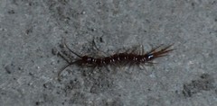 Lithobius peregrinus