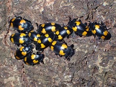 Episcapha quadrimacula