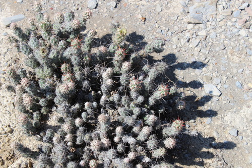 Grusonia bulbispina, photograph 2