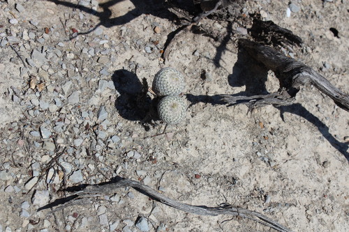 Epithelantha pachyrhiza
