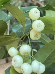 Psychotria dallachiana