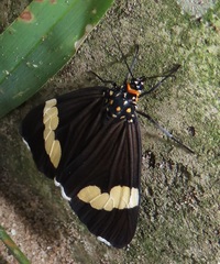 Nyctemera apicalis