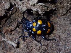Spathomeles anaglyptus
