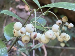 Psychotria dallachiana