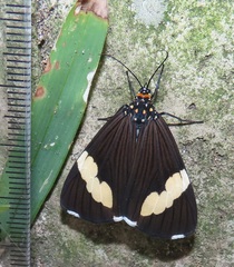 Nyctemera apicalis