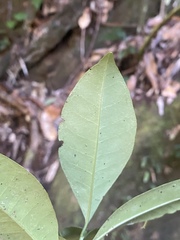 Psychotria dallachiana