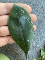 Psychotria dallachiana