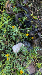 Jaumea carnosa