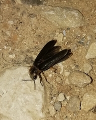 Nyctophila reichii
