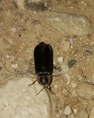 Nyctophila reichii
