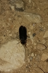 Nyctophila reichii
