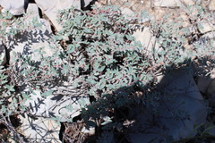 Euphorbia scopulorum