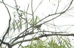 Phylloscopus nitidus