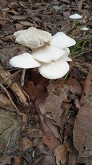 Leucocoprinus cepistipes