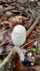 Leucocoprinus cepistipes