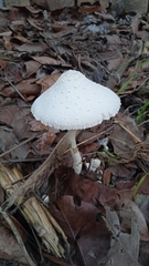 Leucocoprinus cepistipes