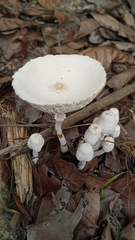 Leucocoprinus cepistipes