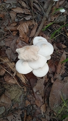 Leucocoprinus cepistipes