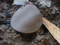 Plicaria trachycarpa