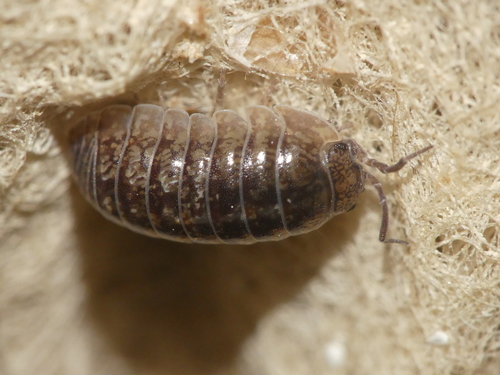Arcangeli's Pill Woodlouse, photo 4 of 10