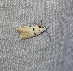 Stibaromacha ratella