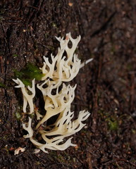 Ramariopsis cremicolor