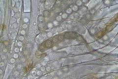 Plicaria trachycarpa