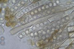 Plicaria trachycarpa