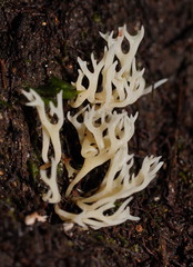 Ramariopsis cremicolor