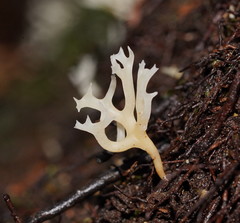 Ramariopsis cremicolor