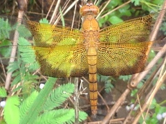 Camacinia gigantea