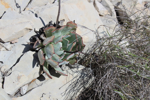 Image of Echeveria strictiflora by (c) Francisco Martínez González, some rights reserved (CC BY-SA)
