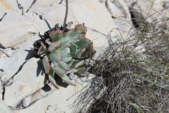 Echeveria strictiflora