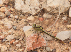 Arigomphus lentulus