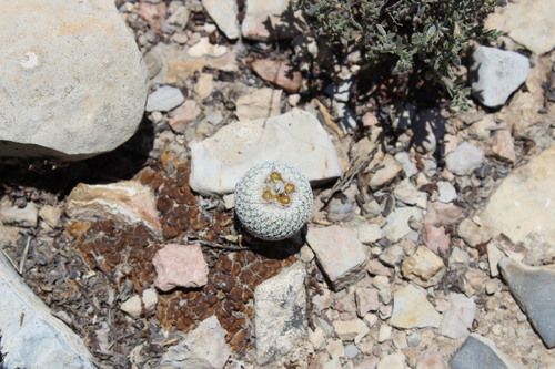 Epithelantha pachyrhiza