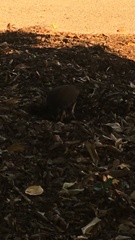 Megapodius reinwardt