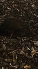 Megapodius reinwardt