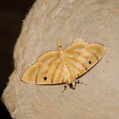 Notarcha tigrina
