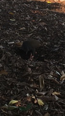 Megapodius reinwardt