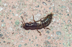 Staphylinidae