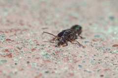 Staphylinidae